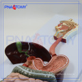 PNT-0450 pvc human anatomical digestive system model (3 parts) for medical teaching